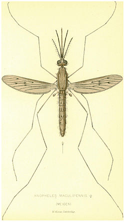 Anopheles maculipennis.jpg