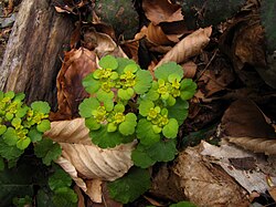 Chrysosplenium alternifolium