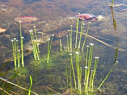 Eriocaulon aquaticum