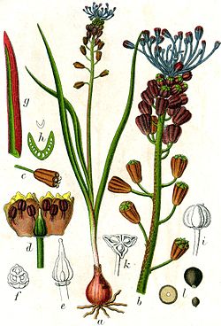 kitnjasta presličica