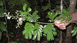 Senegalia olivensana