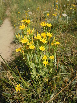 Blackstonia perfoliata