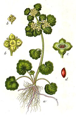 C. alternifolium