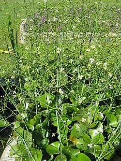 srčastolistna kaldezija