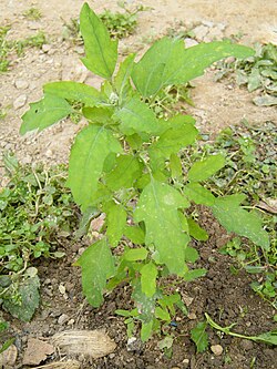 Chenopodium album