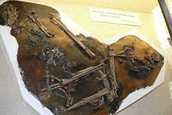 Fosil djelomičnog kostura u muzeju doline Geisel