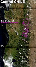 Područje rasprostiranja u Čileu