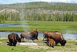 Nacionalni park Yellowstone