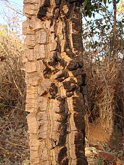 Agonandra brasiliensis