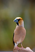 Coccothraustes coccothraustes