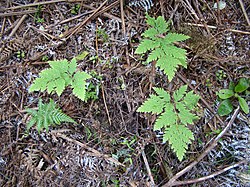 Loxsoma cunninghamii