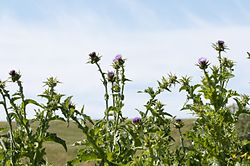Silybum marianum