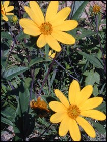 Helianthus eggertii