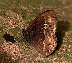 B. c. campina u Šumi Chirinda