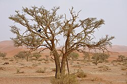 Vachellia erioloba