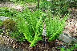 Dryopteris goldiana
