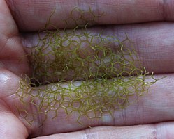 Hydrodictyon reticulatum