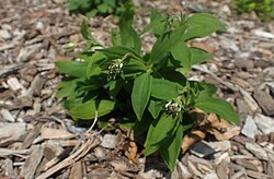 Marshallia trinervia