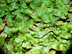 Asterella wallichiana