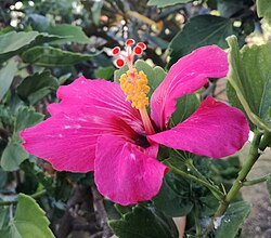 Hibiscus fragilis