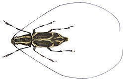 Apolecta externa