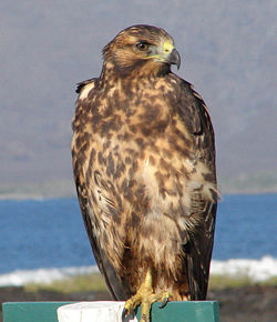 galapagoški škanjac, buteo galapagoensis