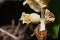 Monotropa hypopitys