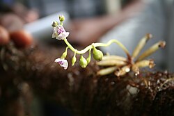 Utricularia exoleta