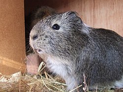 Cavia porcellus