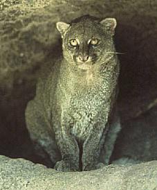 Jaguarundi (Puma yagouaroundi)