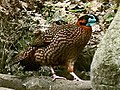 slika 3. Tragopan temminckii