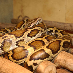 Python molurus