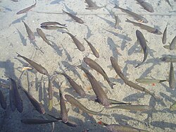 Riba (klen) na plitvičkim jezerima