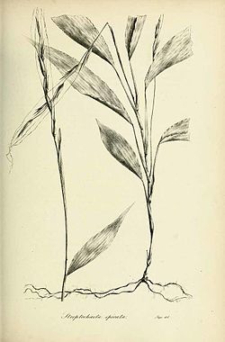 Streptochaeta spicata, ilustracija