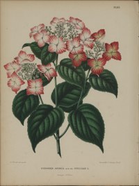 Velelisna hortenzija