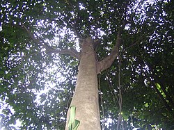 Archidendron bulbalinum