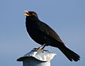 Turdus merula]]