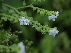 Adelocaryum coelestinum