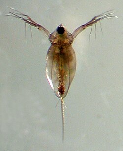 Daphnia longispna