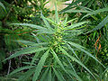 Cannabis ruderalis