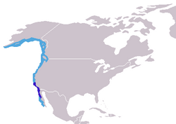 Rasprostranjenost sjevernoga morskoga slona.