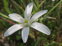 O. umbellatum