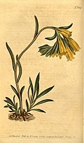 Onosma taurica