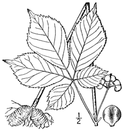 P. quinquefolius