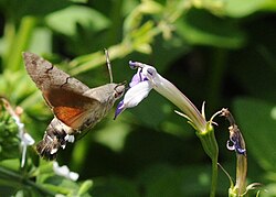 Obična golupka koja leti oko cvijeta