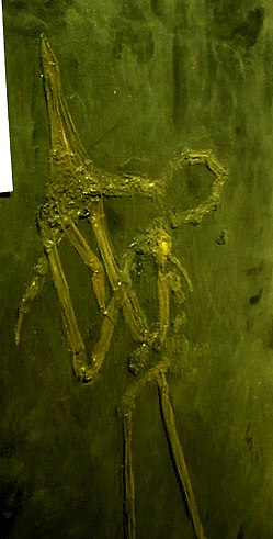 Fosil Juncitarsus merkeli, Museo di Storia Naturale, Milano