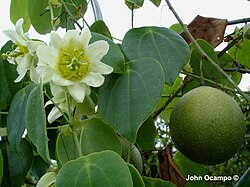 Cvijet, listovi i plod.