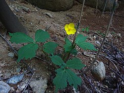 Chelidonium hylomeconoides