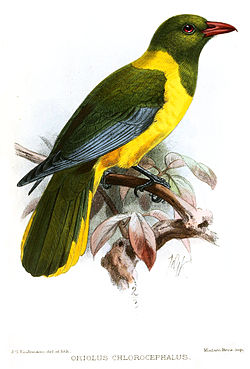Zelenoglava vuga (Oriolus chlorocephalus)