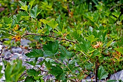 Ribes hirtellum